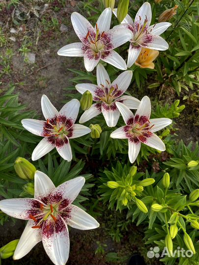 Цветущие лилии