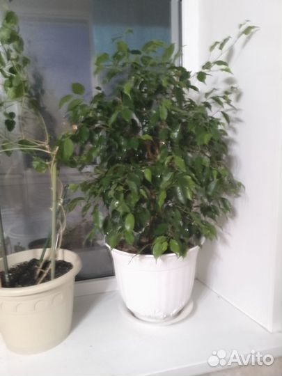 Фикус