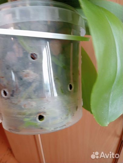 Орхидея фаленопсис