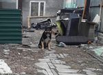 Сносят до�ма, брошенный пес продолжает охранять дом