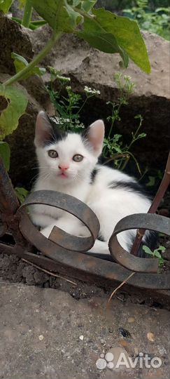 Кошки в дар бесплатно