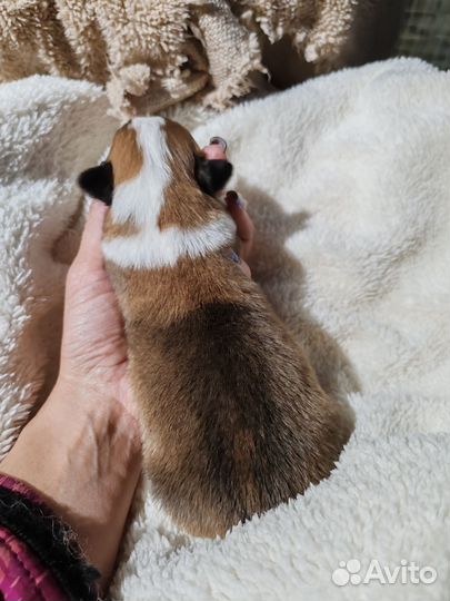 Щенки корги