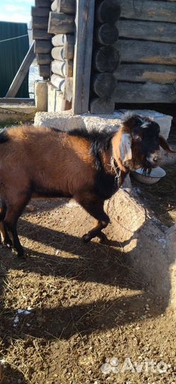 Нубийский козел, козы зааненские