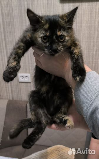 Котёнок девочка ищет дом