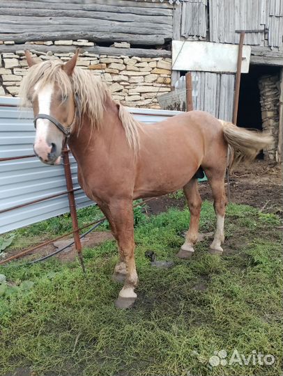 Продам лошадь