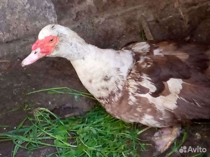 Утки селезени