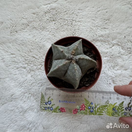 Кактус Astrophytum myriostigma (D-9 см)