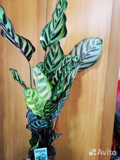 Калатея Макояна, на Подарок