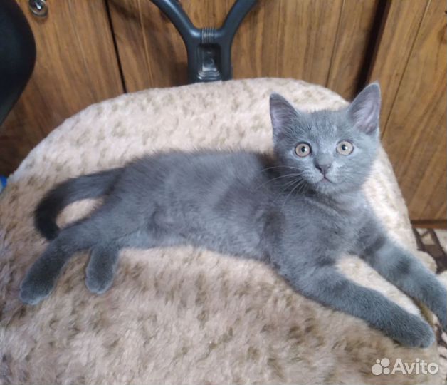 Кошечка в добрые руки, 2 месяца