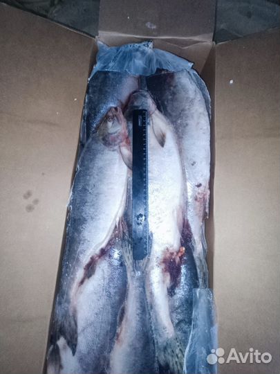 Горбуша 2024. Доставка бесплатно