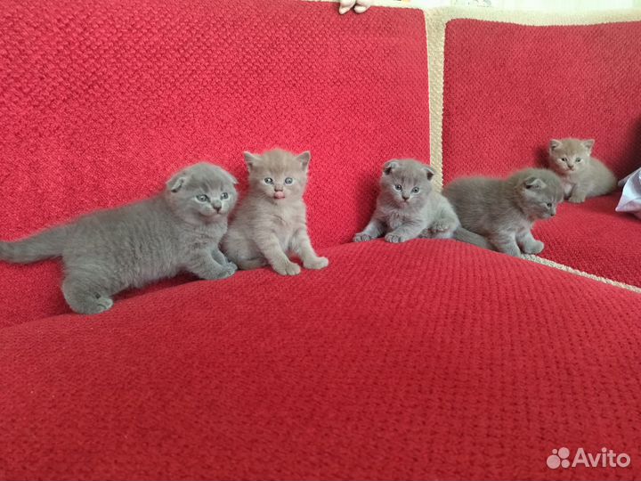 Шотландские котята