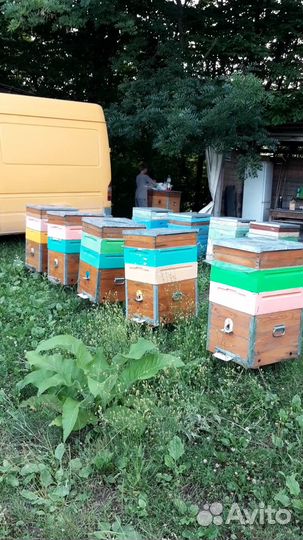 Ульи дадан 10 рамочный