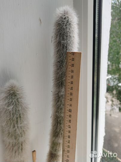 Большой кактус