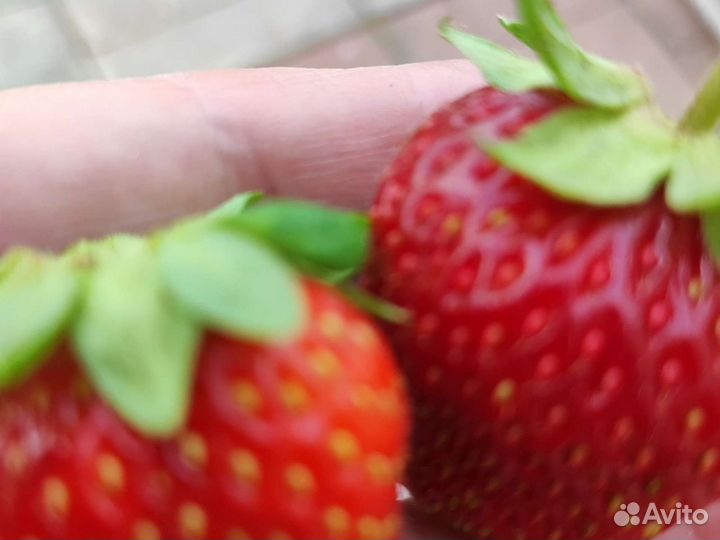 Клубника саженцы