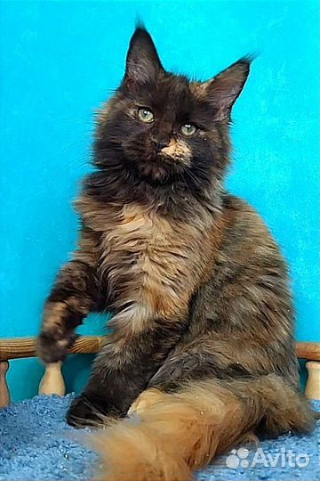 Котенок Мейн-кун