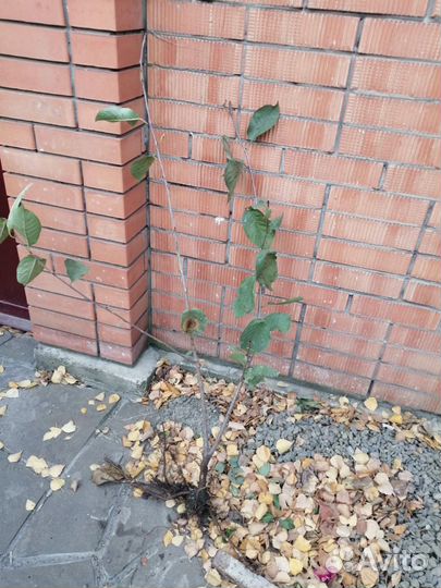 Саженцы вышня владимировка