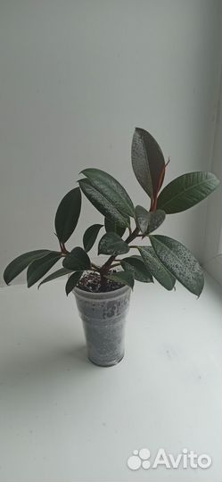 Фикус Мелани