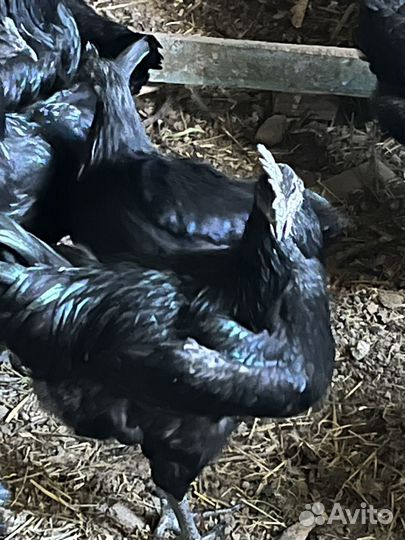 Петух ухейилюй