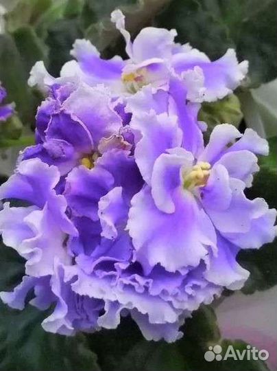 Фиалка продам излишки