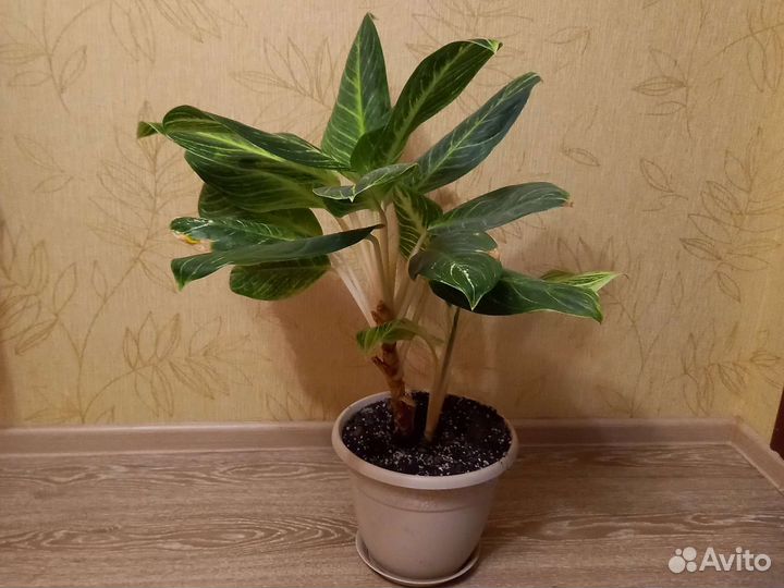 Аглаонема Key Lime