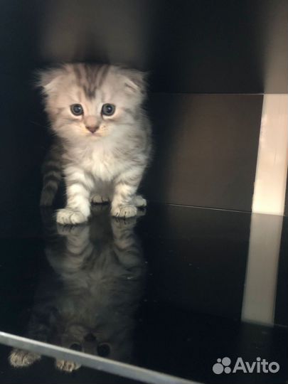Котята шиншилла
