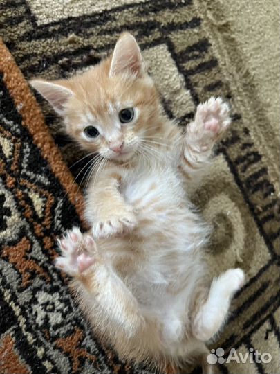 Котята в добрые руки даром