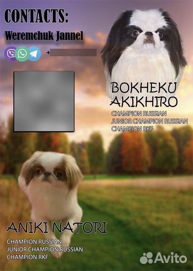 Японский хин