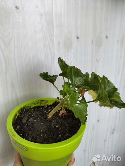 Герань пеларгония тюльпановидная