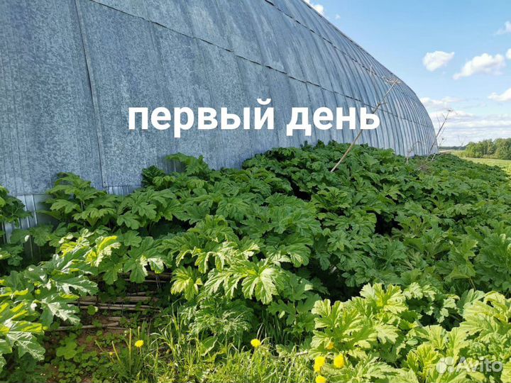 Борщевик, покос, клещи