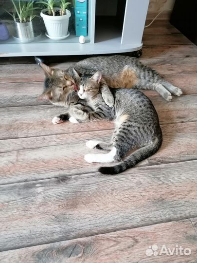 Кошки