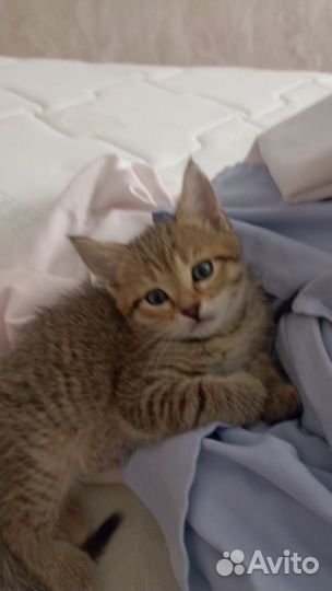 Котёнок