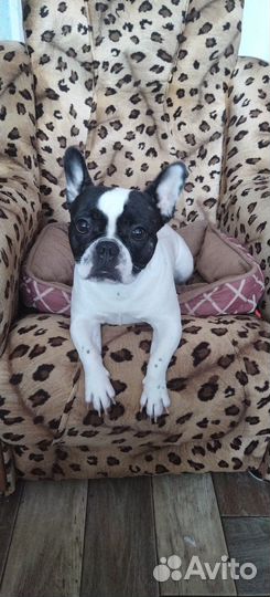 Ищем кобеля для вязки