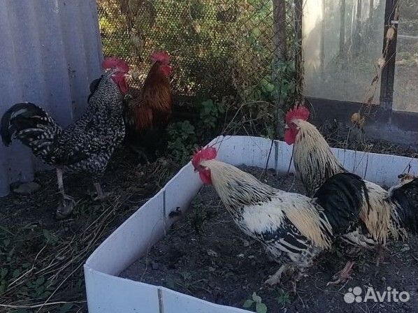 Петухи