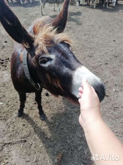 Продам ослицу