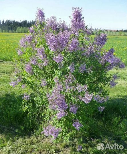 Сирень китайская