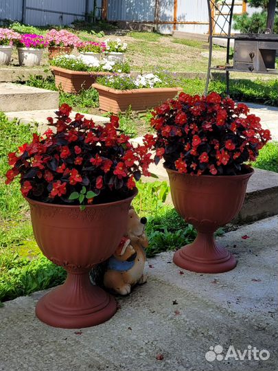 Цветы растения