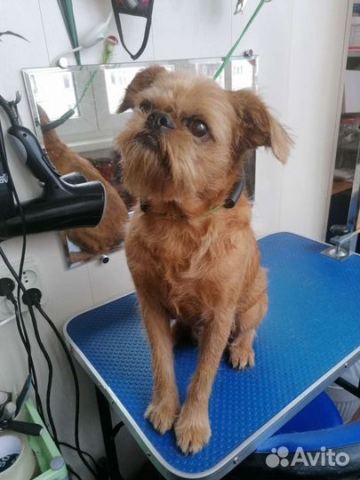 Стрижка собак и кошек, выезд на дом, передержка