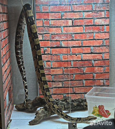 Террариум с Императорским удавом