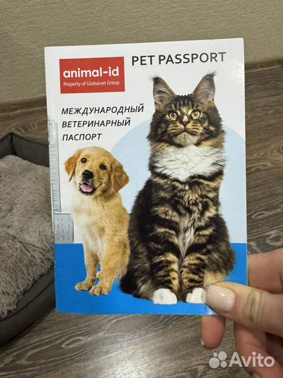 Бенгальская кошка