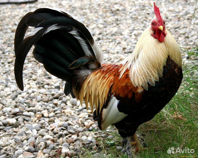 Петушки