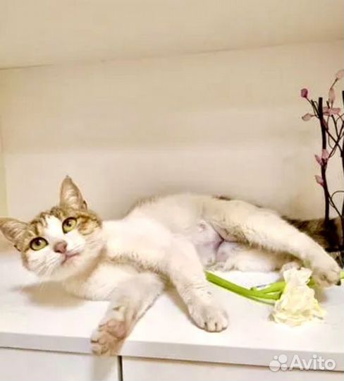 Белая ласковая кошка из монастыря. Бесплатно