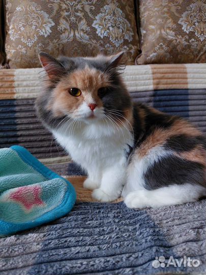 Кошка ищет дом