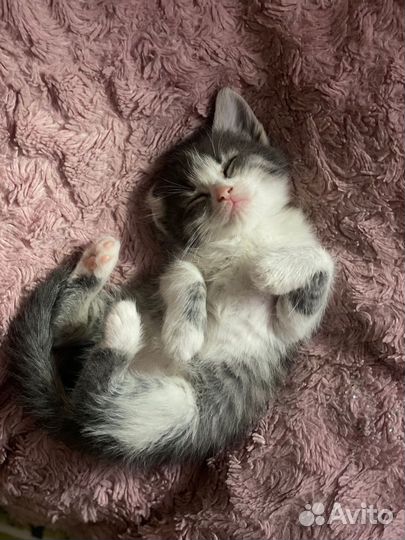 Котята в добрые руки бесплатно