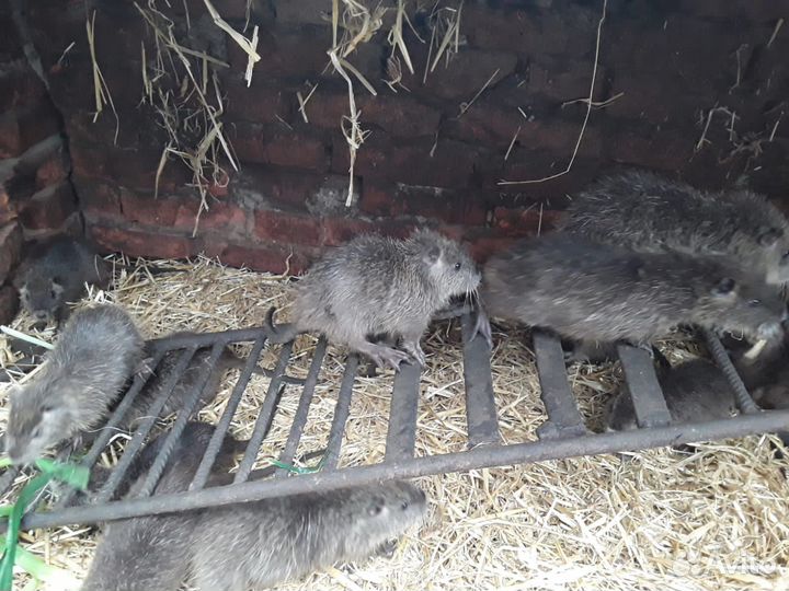 Нутрии малыши