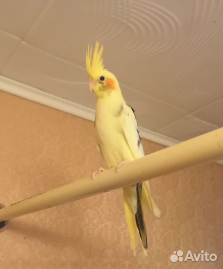 Попугай корелла птенец