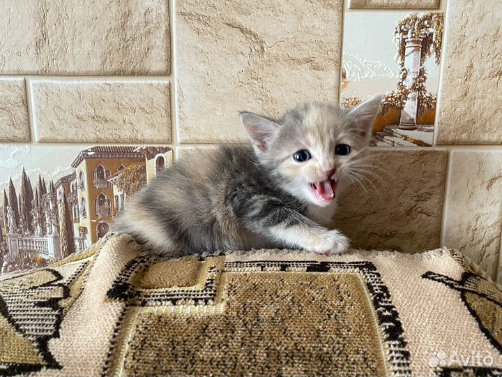 Котята