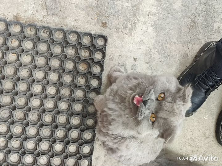 Найдена кошка