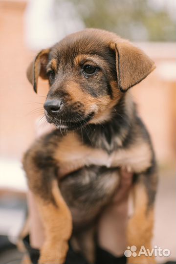 Щенок девочка в добрые руки