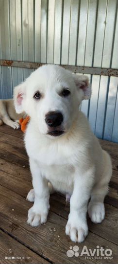 Среднеазиатская овчарка алабай