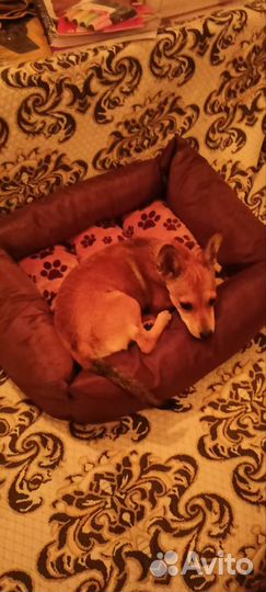 Собака-потеряшка